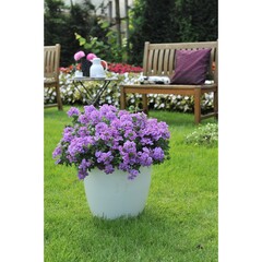 1506 Вербена EMPRESS FLAIR LAVENDER BLUE (ВЕСНА 2025)