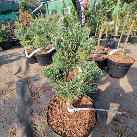 Сосна мелкоцветковая Блю Лу |Pinus parvifloraBlue lou 20-25 см (С3)