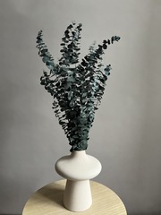 Эвкалипт Бейби Блю стабилизированный темно-зеленый