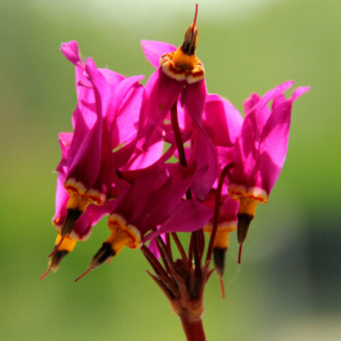 Додекатеон 