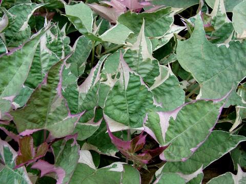 Ипомея 07 Pink Frost Tricolor