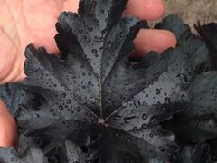 Гейхера Black Pearl (Блэк Перл)