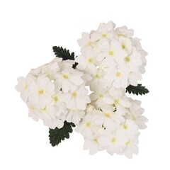 1513 Вербена EMPRESS SUN WHITE (ВЕСНА 2025)