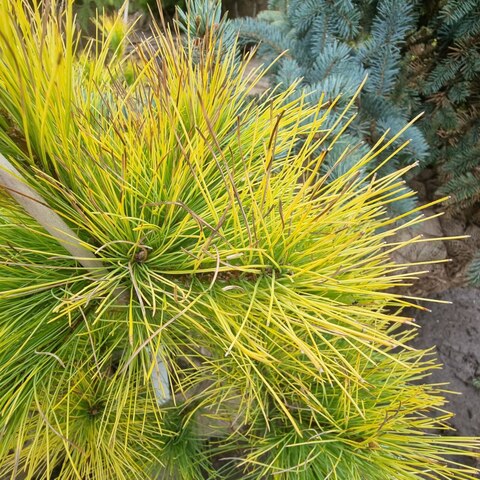 Сосна Веймутова Луи | Pinus strobus Louie 50-60 см