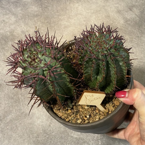 Эуфорбия Хоррида в глиняной керамике d15