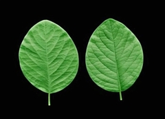 Силиконовый молд лист Фиалки