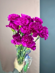 Диантусы Одноголовые❤️