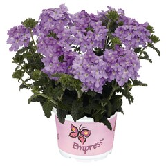 1506 Вербена EMPRESS FLAIR LAVENDER BLUE (ВЕСНА 2025)