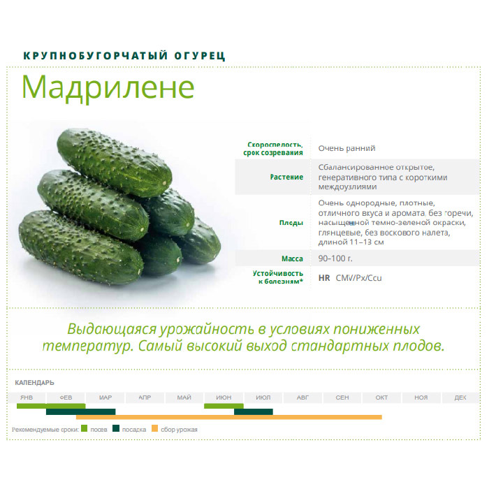Огурцы мадрилене описание сорта. Сорт огурца Мадрилене. Огурец f1 Мадрилене. Мадрилене огурец описание. Огурцы мадрилена описание сорта.