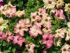 S5907 Петуния крупноцетковая Grandiflora Sophistica Antique Shade 5шт.