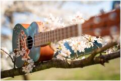 Укулеле концерт FLIGHT AUC-33 Orchid