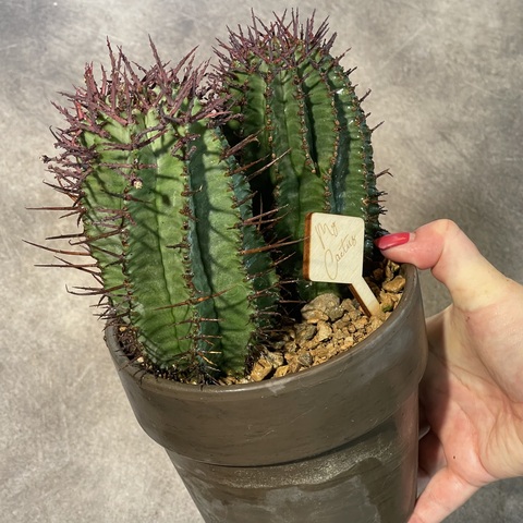 Эуфорбия Хоррида в глиняной керамике d15