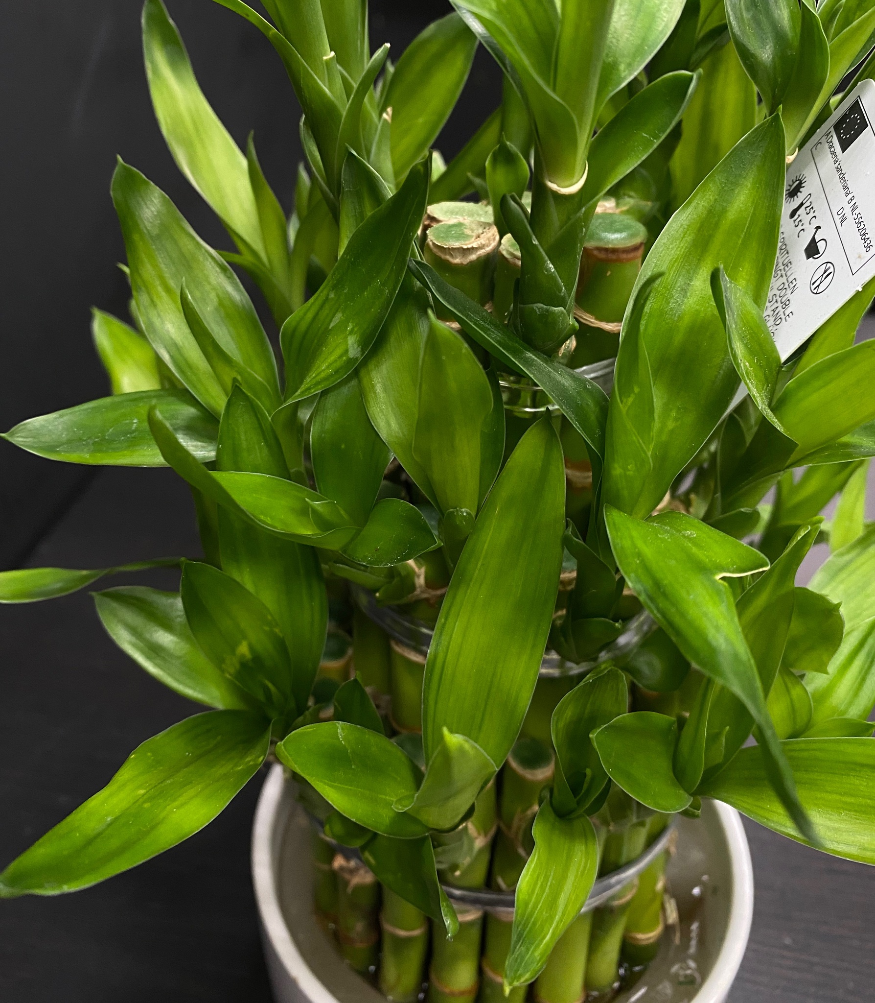 Драцена Сандера «Lucky Bamboo», 1 стебель