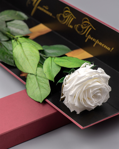 Роза Премиум в подарочной коробке(бордо) комплимент .Бутон белый.