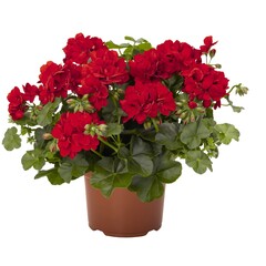 3121 Пеларгония плющелистная ATLANTIC RED  (Весна 2026)