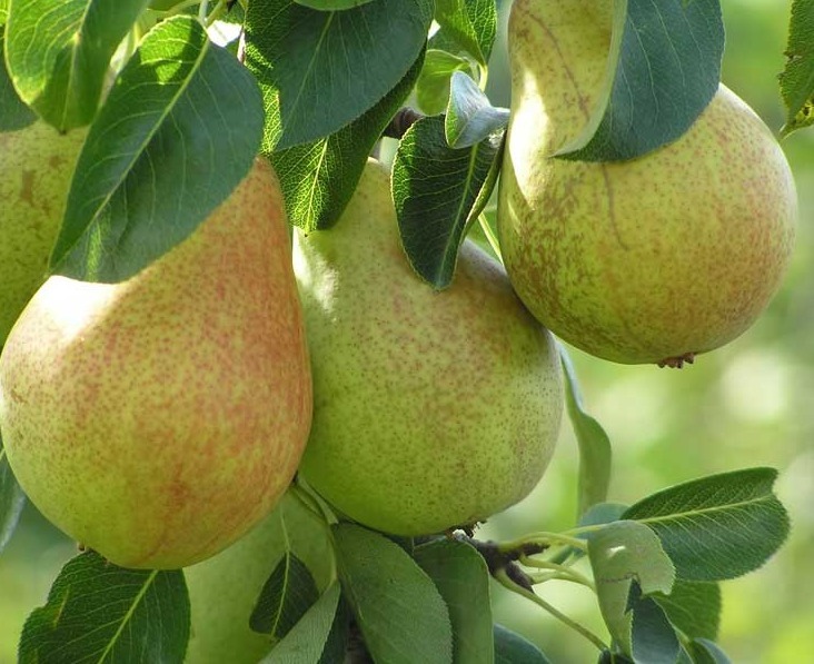 Груша аллегро описание сорта фото. Груша сорт Аллегро. Груша Лесная Pyrus. Груша январская. Сорт груши москвичка.