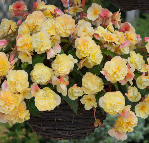 1246 Бегония SWEETSPICE YELLOW (ВЕСНА 2025)