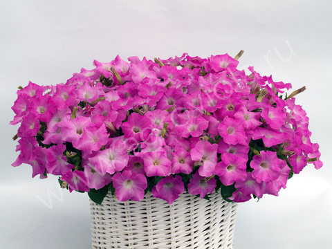 S57105 Петуния ампельная Gioconda Pastel Pink 5шт.