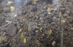 VF Осетр Исландская сельдь Трофей 0,9 кг 10шт/уп. цвет прикормки коричневый