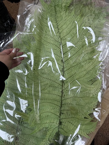 Листья папоротника большие 60-70см Мятно-зеленый (10 шт упаковка)