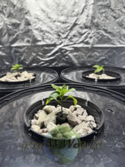 Гидропонная система Aqua Pot XL