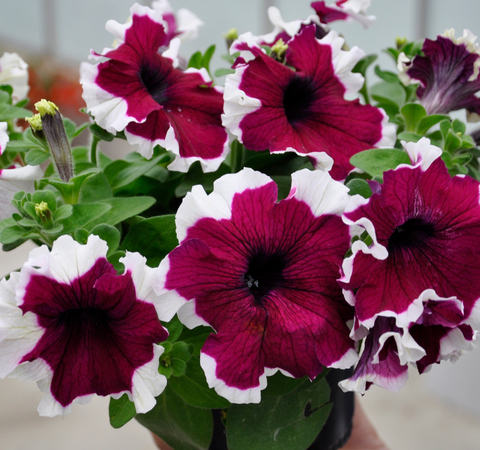 S6056 Петуния кустовая Grandiflora Dreams Burgundy Picotee 10шт.