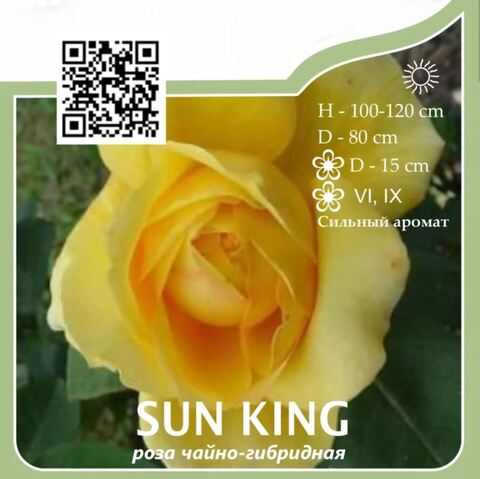 Роза чайно-гибридная 