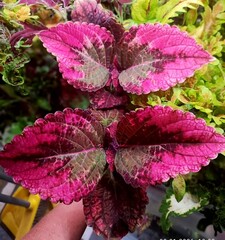 Танец огня колеус