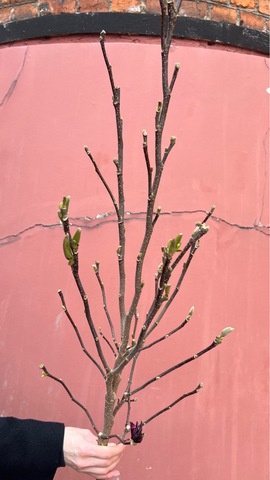 Магнолия ветка 100 см