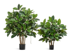 Фикус Эластика куст зеленый в-120 см, ш-90 см 2/2 10.33804N