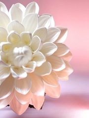 Молд пластиковый Н-39 набор лепестков хризантемы/георгина