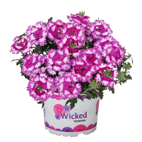 1572 Вербена WICKED DARK PINK (ВЕСНА 2025)