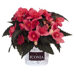 1210 Бегония ICONIA FIRST KISS HOT PINK (ВЕСНА 2025)