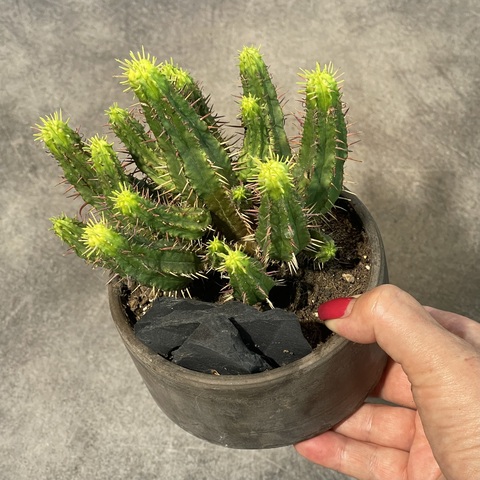 Эуфорбия Энопла вариегата в керамике d13