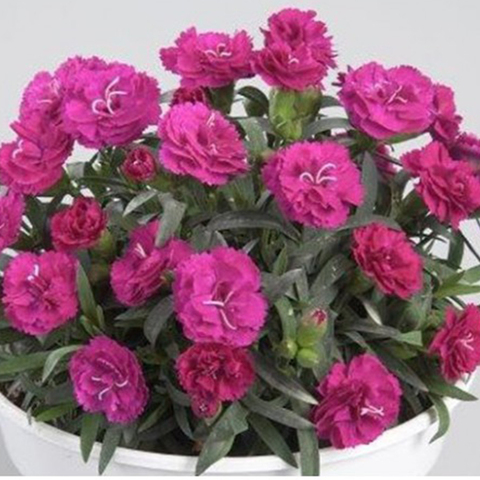1621 Гвоздика ROSELLY PURPLE (ВЕСНА 2025)