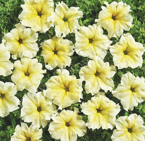 S5908 Петуния крупноцетковая Grandiflora nana Yellow 5шт.