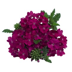 1507 Вербена EMPRESS PURPLE   (ВЕСНА 2025)