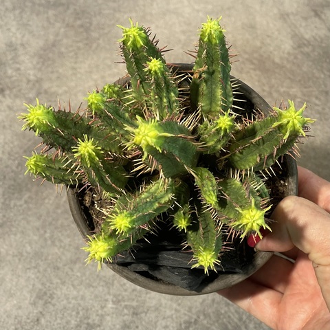 Эуфорбия Энопла вариегата в керамике d13