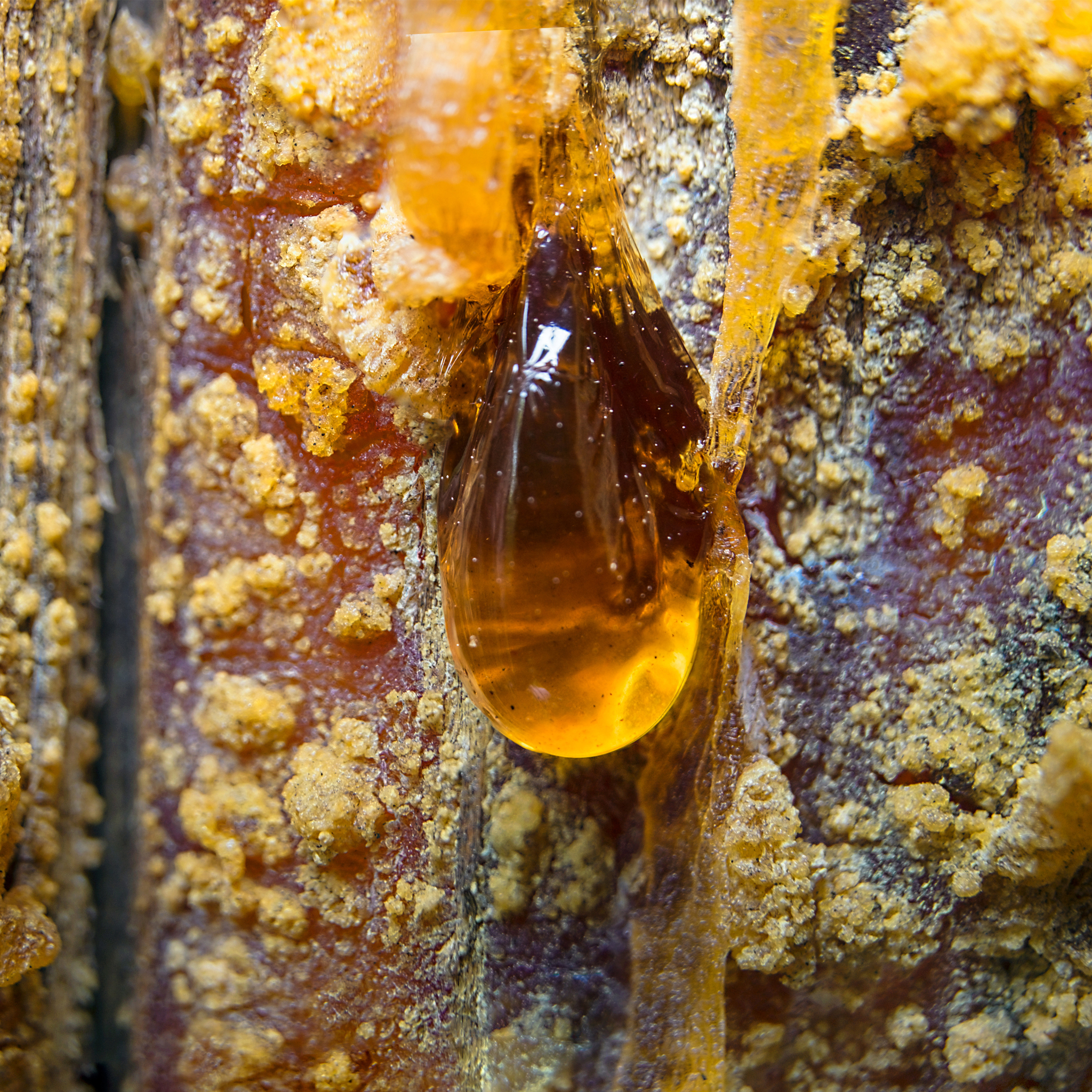 Смоле где находится. Смола живица. Живица сосновая. Живица смола хвойных деревьев. Смоле где находится.