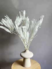 Акация гледичия