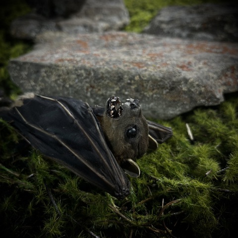 Летучая мышь в подарочной коробке