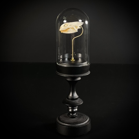 Череп черепахи в клоше