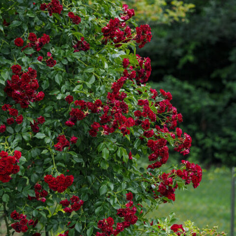 Силуэтта Кримсон(Siluetta Crimson)