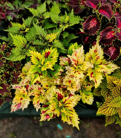 Fragrant Lime Тай колеус