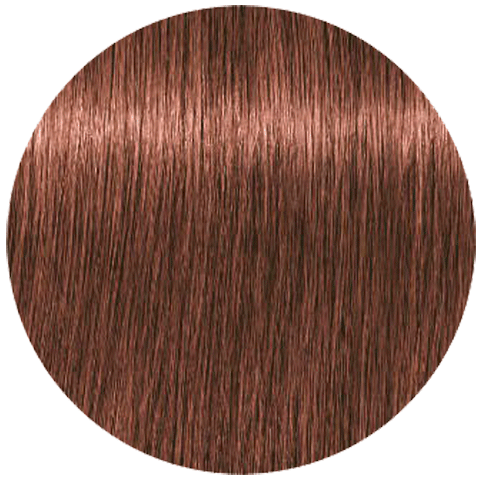 Schwarzkopf Igora Absolutes 6-580 (Темный русый золотистый красный) - Стойкая крем-краска для окрашивания зрелых волос