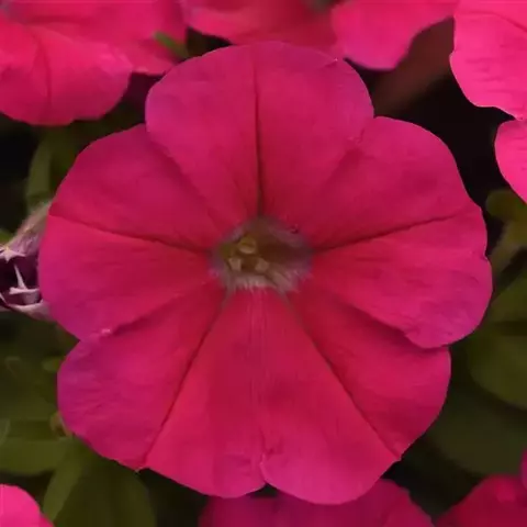 S60209 Петуния кустовая Multiflora MIRAGE ROSE DEEP 1000 шт.