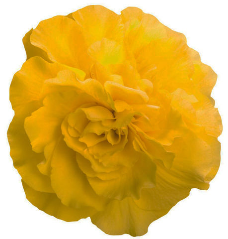 S2304 Бегония клубневая New Star Yellow 5шт.