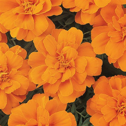S1716 Бархатцы отклоненные DURANGO® TANGERINE 100 шт.
