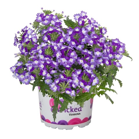 1573 Вербена WICKED DARK PURPLE (ВЕСНА 2025)