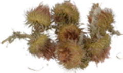 Татарник колючий (плоды)